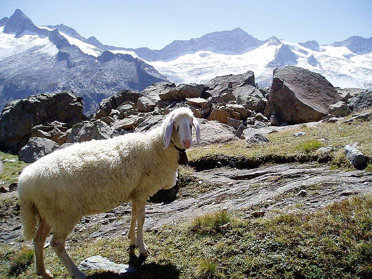 Wandern mit Schaf